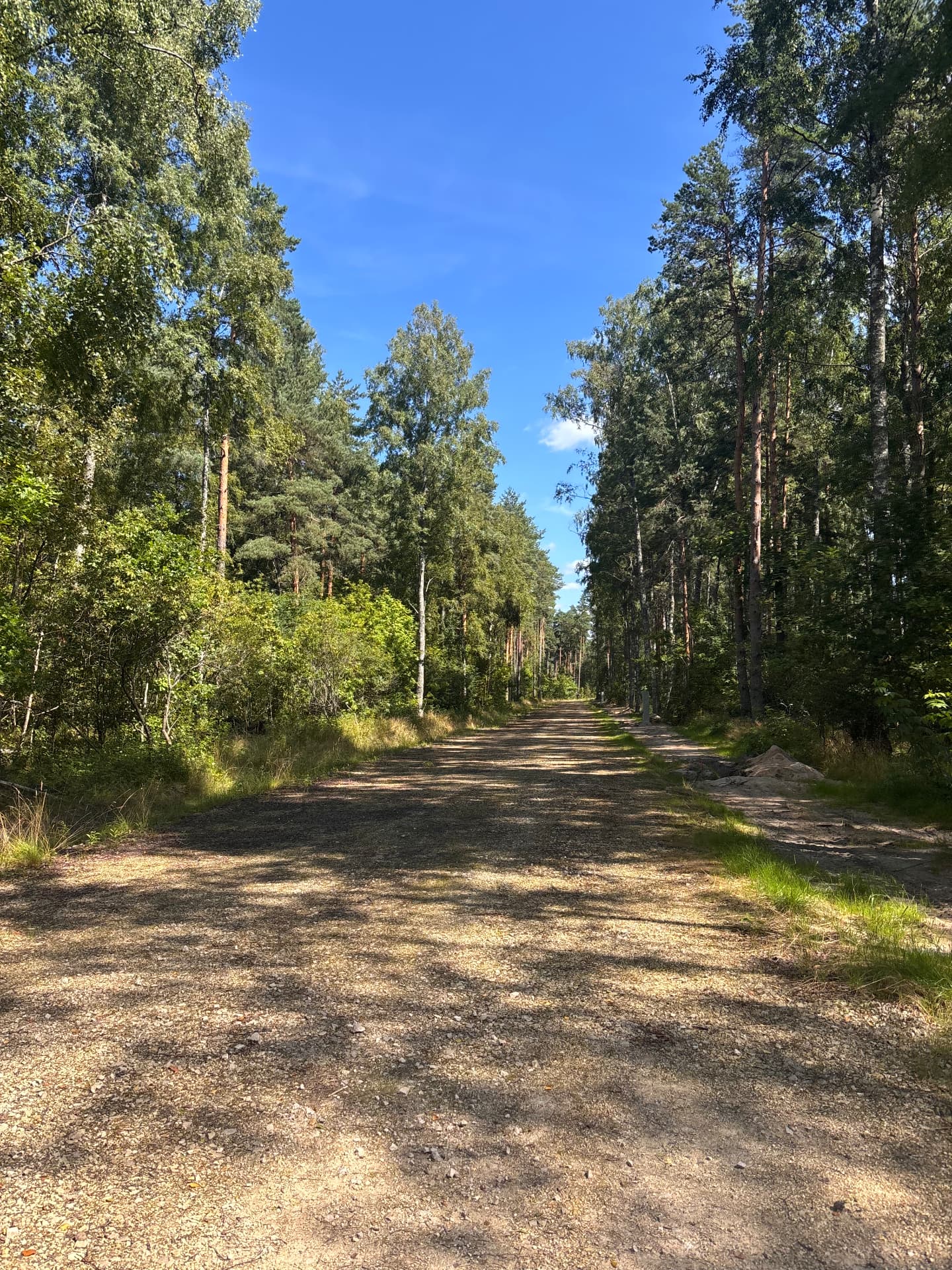 Forest road leading through the CEDERI residential land plots
